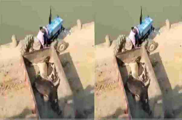 Clip: Cattle died due to Lumpy virus thrown into MP's river