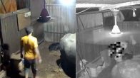 Screengrab of the video showing man assaulting buffalo calf.