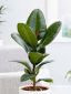 9 NASA-Certified Air Purifying Plants