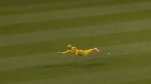 Not 18, He Is 41 Year Old Superman! Faf du Plessis Jaw Dropping Catch In MLC Match Will Leave You Stunned