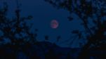 Strawberry Moon 2025: Will The Celestial Event Be Visible In India? Where And When To Watch The Spectacle